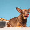 Top 5 dog food and feeding patterns to know.