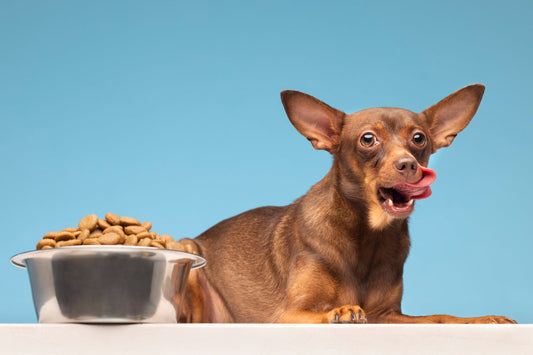 Top 5 dog food and feeding patterns to know.