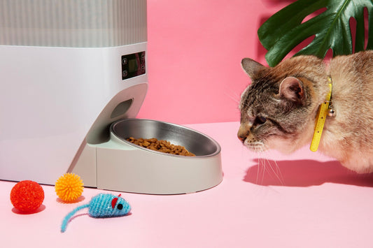 How to shift your pet to the new food brand?