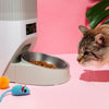 How to shift your pet to the new food brand?
