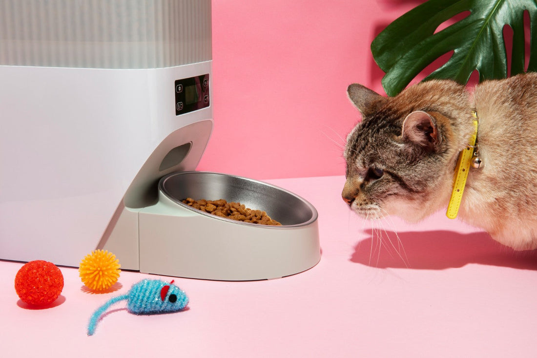 How to shift your pet to the new food brand?